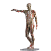 anatomia 2