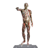 anatomia