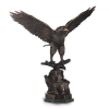 aquila