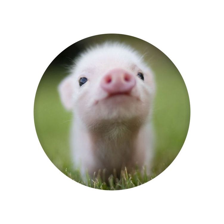 Držiak na mobil TopQ PopSocket Prasiatko 65646