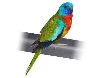 Neoféma Modrohlavá - 15 kg