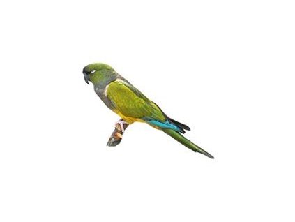 Papoušek Patagonský - 15 KG
