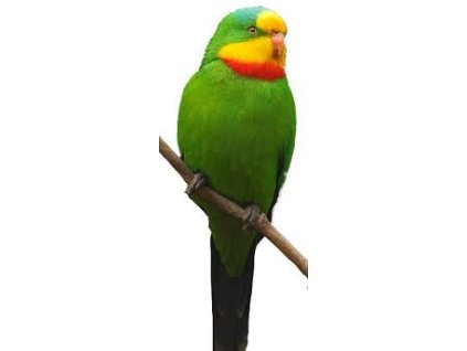 Papoušek Nádherný - 15 KG
