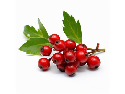 julebrus with white background high quality ultra 670382 117006