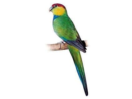 Papoušek Červenočapkový - 15 KG