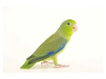 Papoušíček Vrabčí - 15 kg