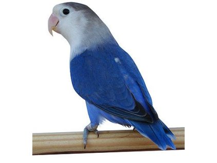 Agapornis Fischer-silver Violeta