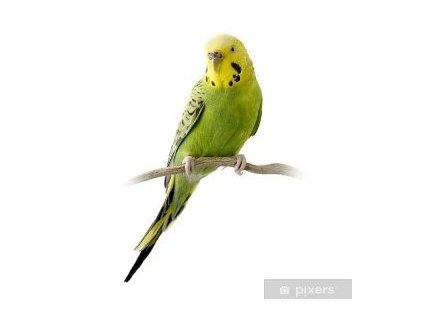 Andulka Vlnkovaná - 15 kg