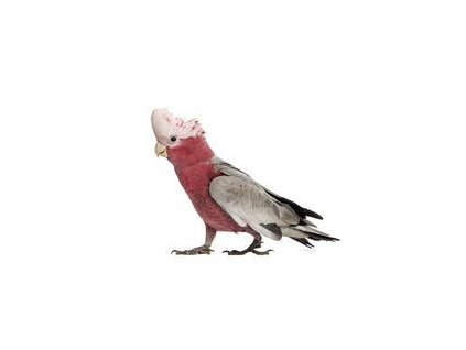 Kakadu Růžový  1- 10 kg (rozvážené)