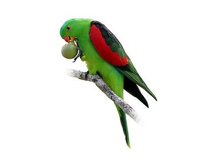 Papoušek Červenokřídlý ( 1 - 10 kg  rozvážené)