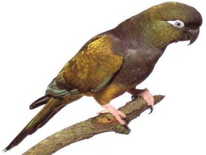 Papoušek Patagonský  ( 1 - 10 kg  rozvážené )