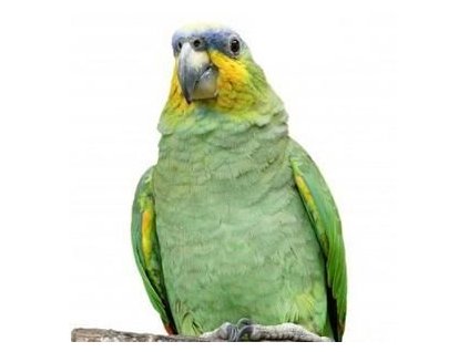 Amazoňan Oranžovokřídlý ( 1 - 10 kg rozvážené )