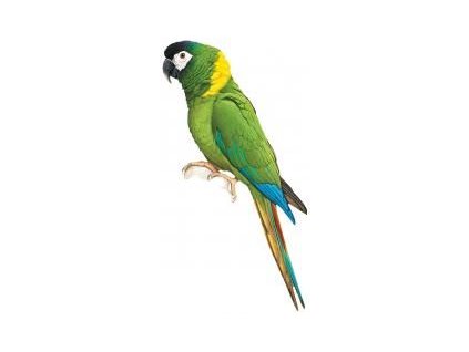 Ara Žlutokrký ( 1 - 10 kg rozvážené )