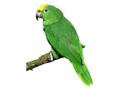 Amazoňan Žlutohlavý  ( 1 - 10 kg rozvážené )