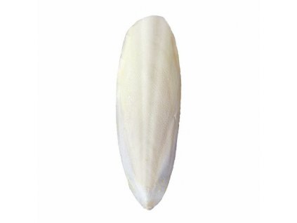 Sépiová kost  15 cm