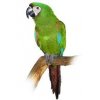 Ara Malý severa - 15 KG
