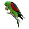 Papoušek Červenokřídlý - 15 KG