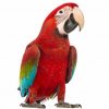 Ara Zelenokřídlá - 15 KG