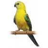 Papoušek Zpěvavý  (1-10 kg rozvážené)
