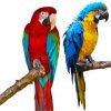 Ara Ararauna 1,5 kg