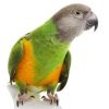 Papoušek Senegalský  ( 1 - 10 kg  rozvážené )