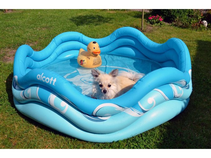 Alcott Nafukovací bazén pro psy, modrý, 121,9 x 40,6 x 121,9 cm