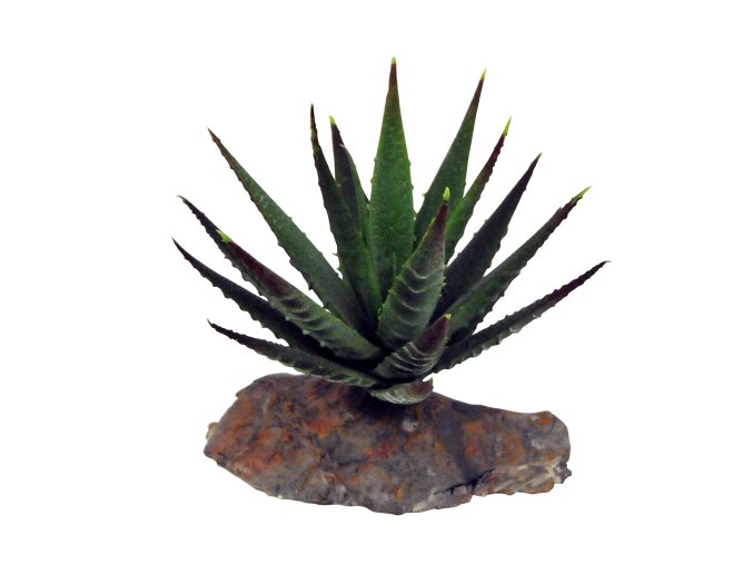 Lucky Reptile-Sukulenty Tiger Aloe, cca 8 cm