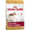 cavalier king charles adult