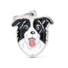 BORDER COLLIE