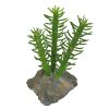 Lucky Reptile-Sukulenty Cactus 3x, cca 15 cm
