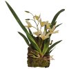 Lucky Reptile Jungle Plants kvetoucí Závěsná orchidej - bílá cca 20x30 cm