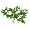 Lucky Reptile Jungle Vine Pothos Vine cca 200 cm