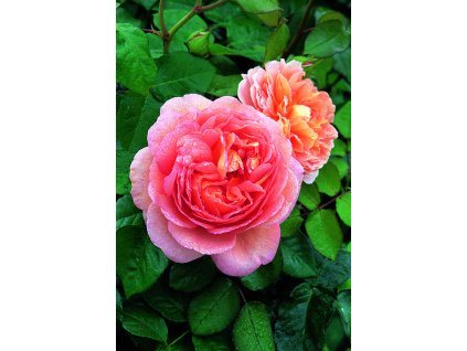 Abraham Darby