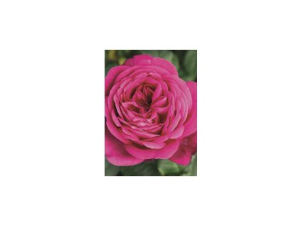 Johann Wolfgang von Goethe Rose mala