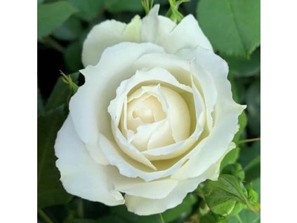 Růže anglická (H) Princess of Wales
