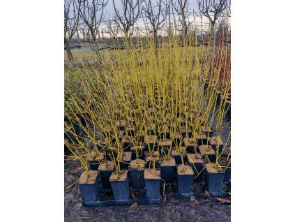 Cornus stolonifera Flaviramea