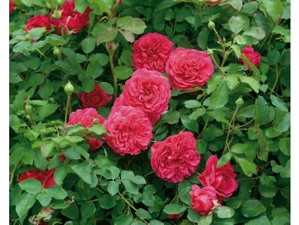 Růže anglická (A) Sir John Betjeman (Ausvivid ®)
