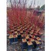 Cornus alba Sibirica