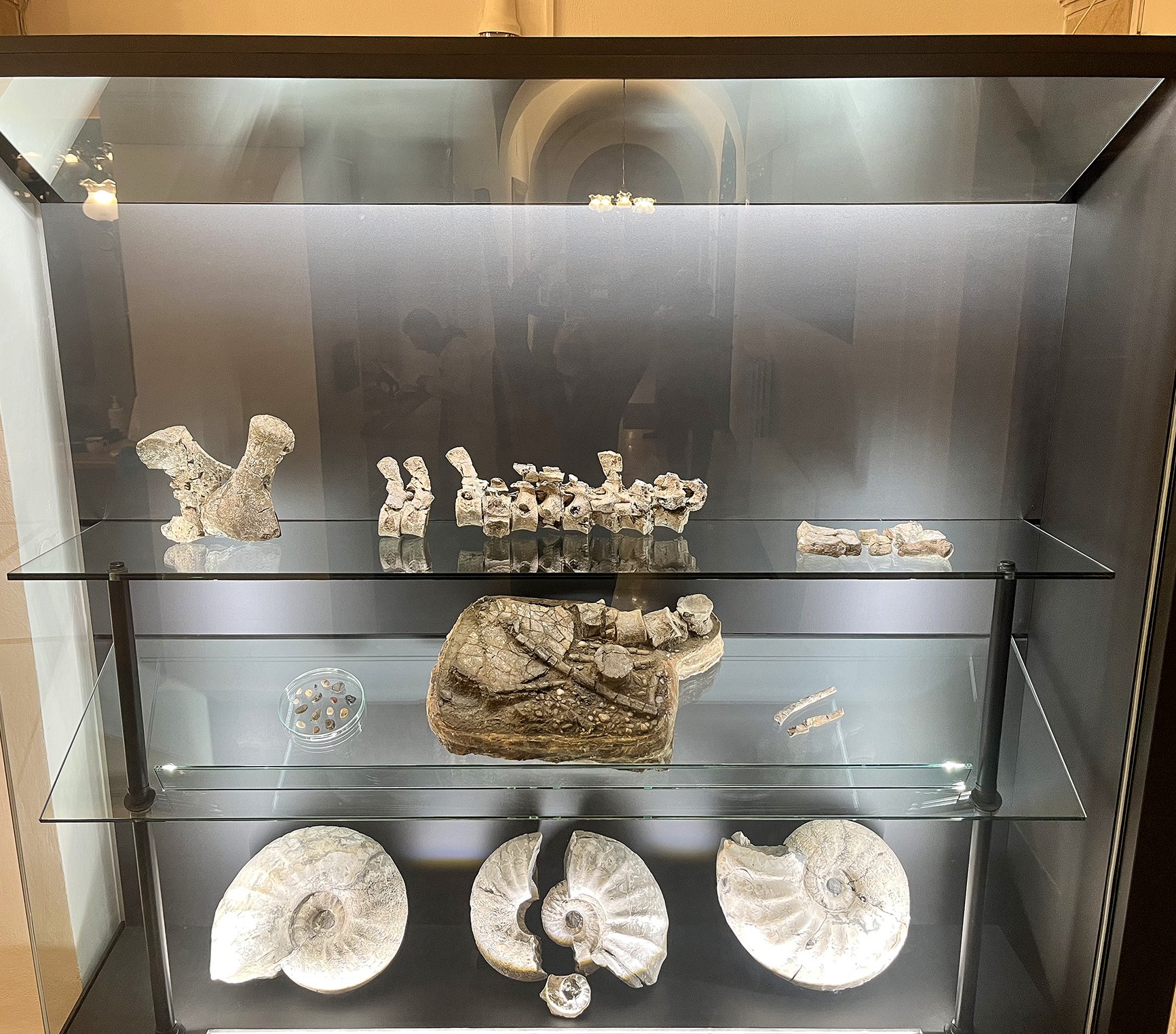 Speciální skleněná vitrína pro paleontologické exponáty
