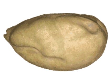 Bažant 3
