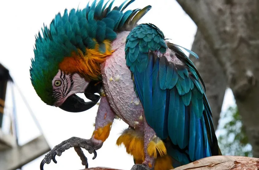 Veterinářka radí: Zjistěte, proč si váš papoušek škube peří