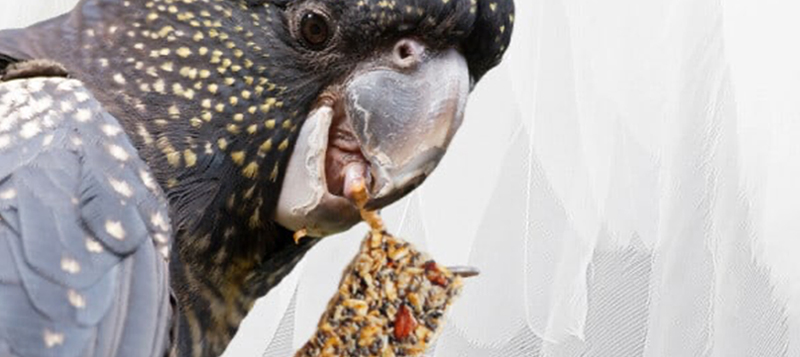 Recept na zdravé domácí zobání pro papoušky