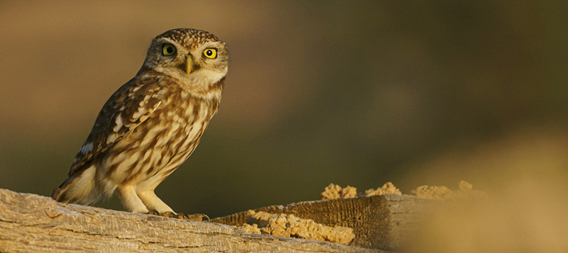 Chov sov: praktické tipy, rady a zkušenosti