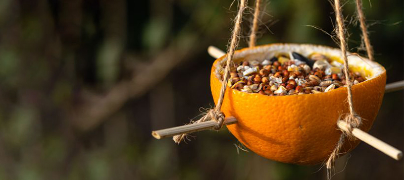 Jak na netradiční krmítka pro ptáčky aneb udělej si sám a líp