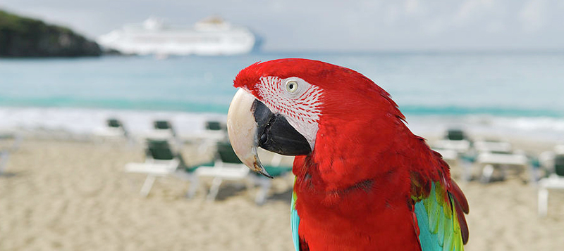 Co dělat s papouškem, když jedeme na dovolenou?