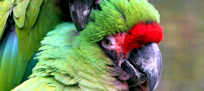 10 neobvyklých ptačích miláčků, které můžete mít doma i vy