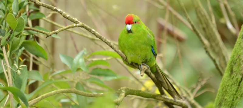 Kakariki rudočelý: chov, krmení a vše, co potřebujete vědět