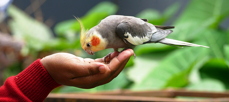 Proč si (ne)pořizovat korely?