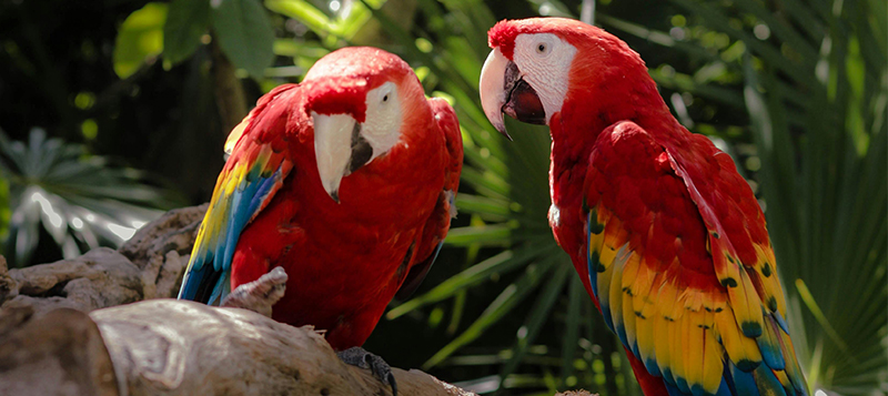 Může být papoušek sám? A jak se projevuje osamělost papoušků?