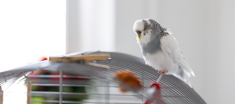 7 papoušků, kteří jsou vhodní i do bytu